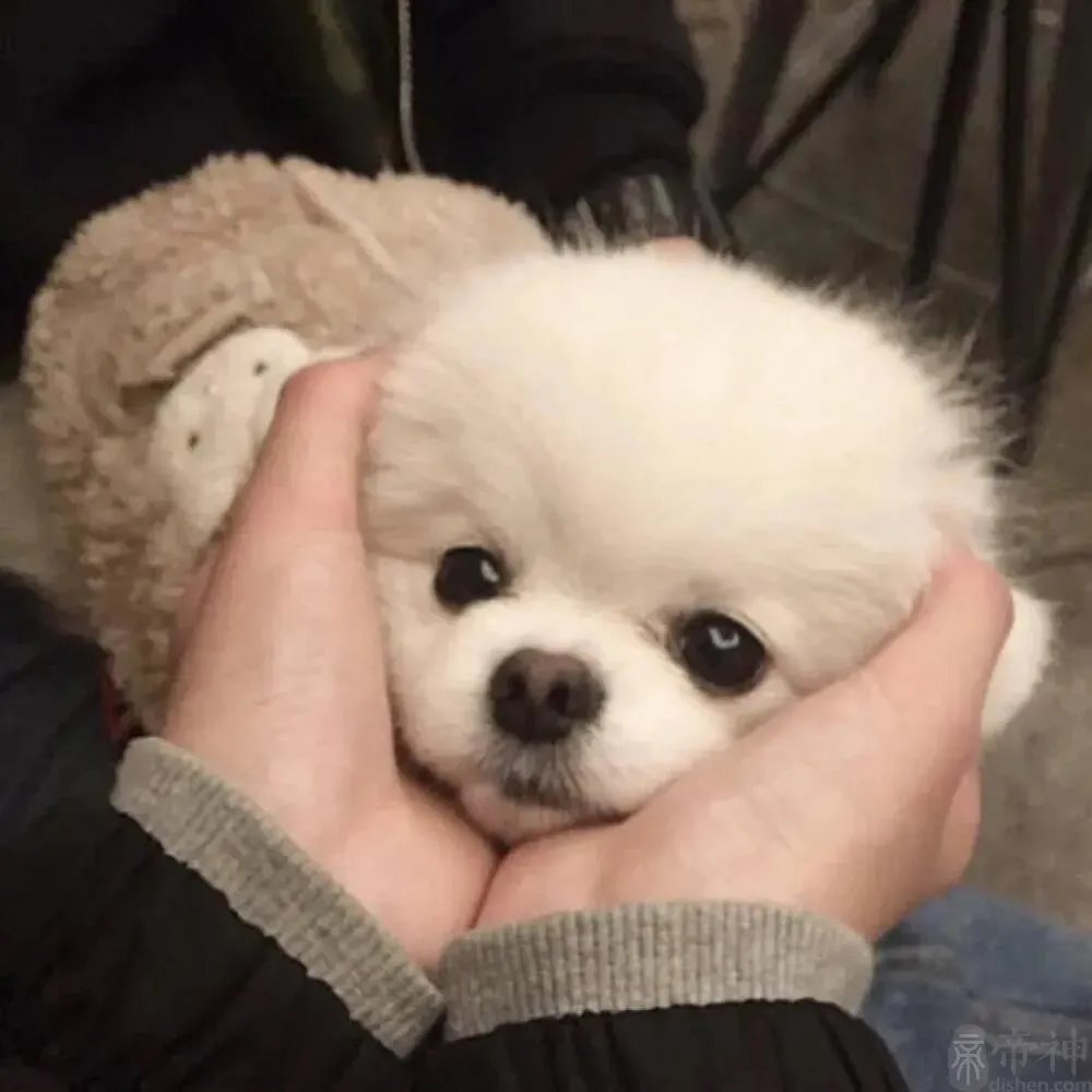 趣味性十足的个性搞笑宠物名字圆嘟嘟