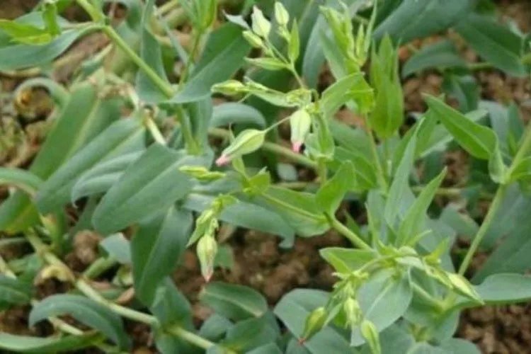 王不留行全草图片