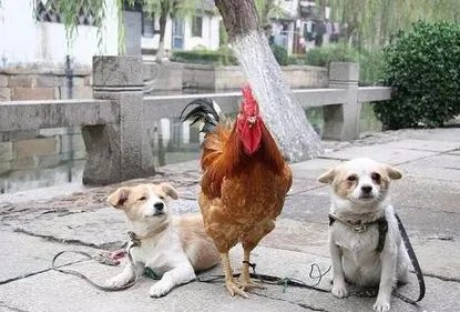 生活中有哪些常见的辟邪物 辟邪之物作用如何