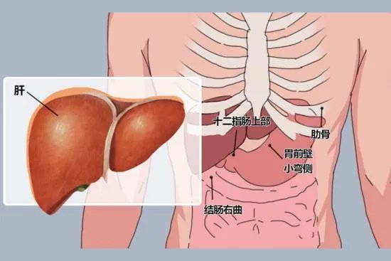 肝胆位置图片