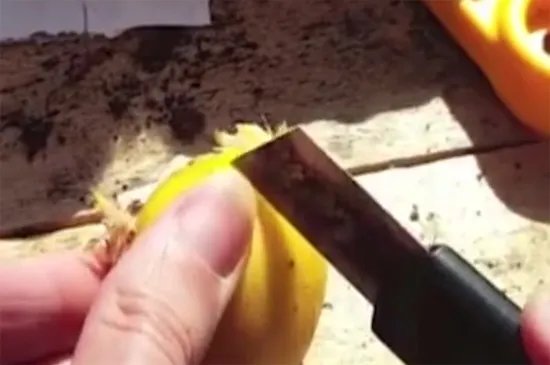 土豆长了一点点小芽可以吃吗