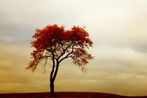 一花一世界，一树一菩提 是什么意思