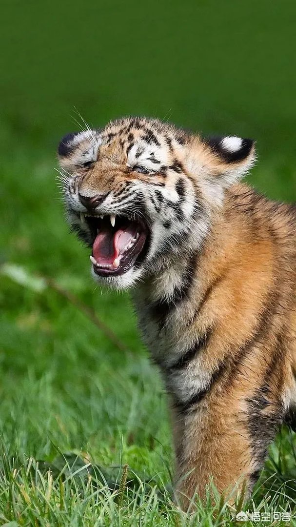 假如你是长春长生的一个普通员工，你知道了他们制造假药的事实，你会举报吗？