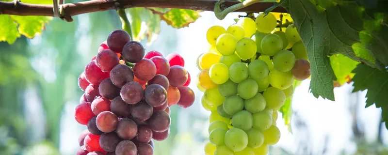 绿色食品指什么食品 绿色食品有哪些