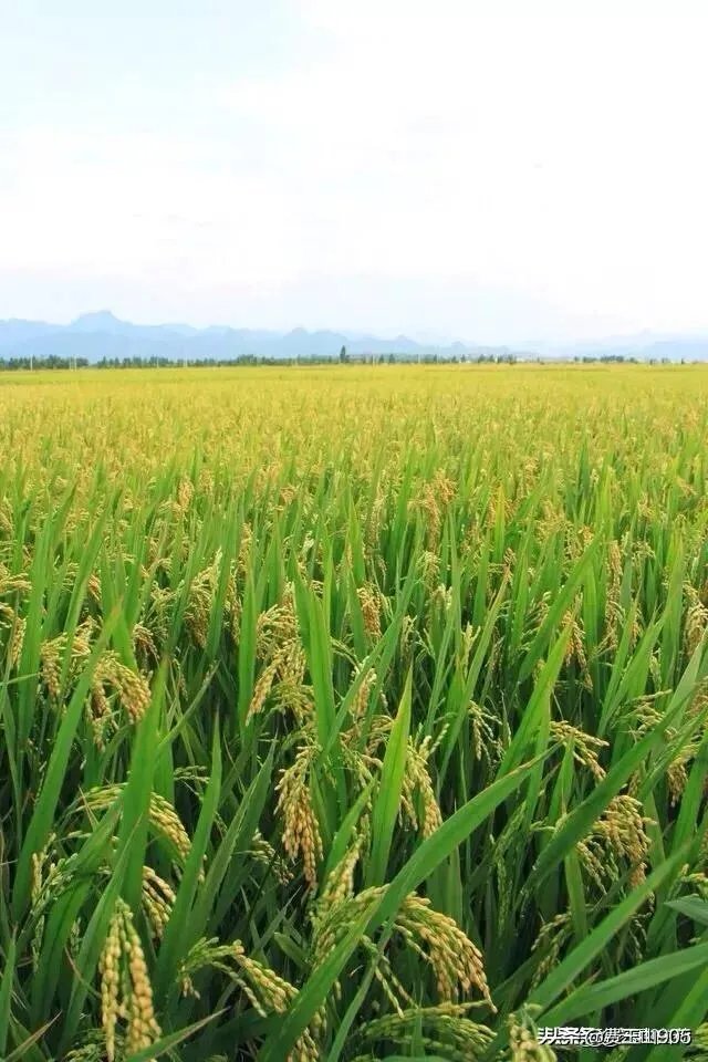 未来我国农机化发展趋势是怎样的？