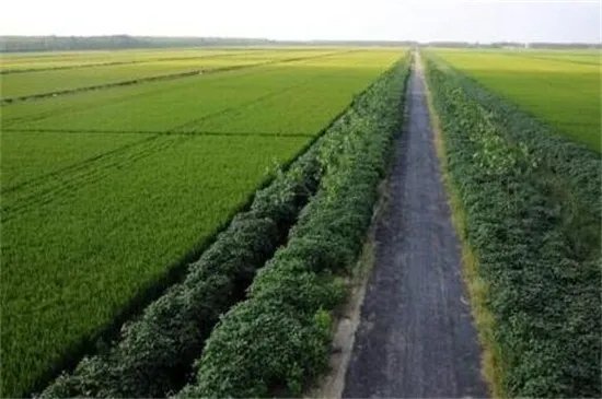 谷雨是几月几号