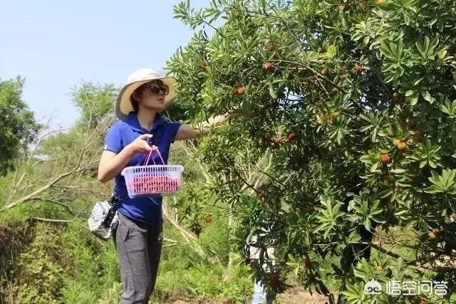 你看好休闲农庄的前景吗？