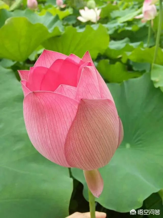 你看好休闲农庄的前景吗？