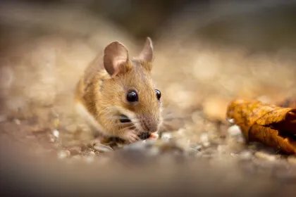 老鼠属于什么动物