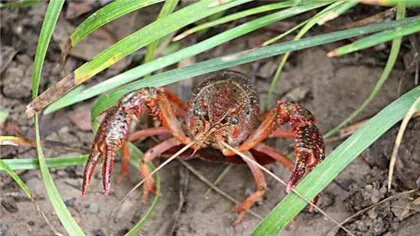 信阳哪里批发龙虾苗