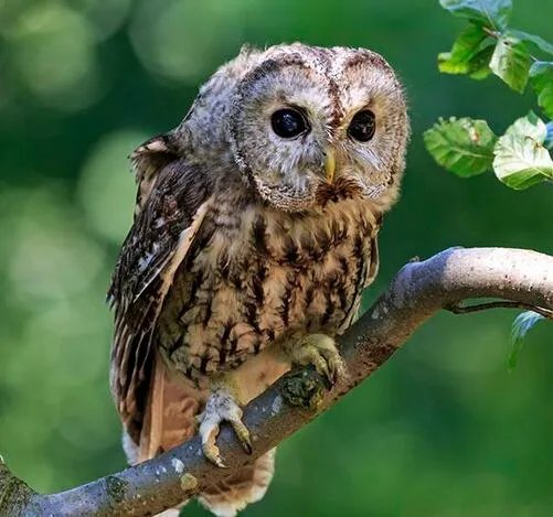 猫头鹰能当宠物吗 猫头鹰喜欢吃什么食物