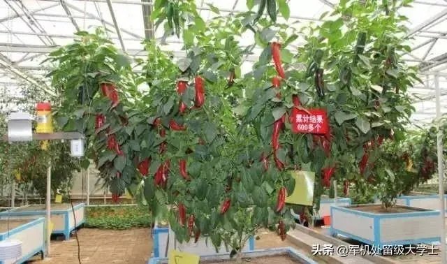 辣椒树能活几年?