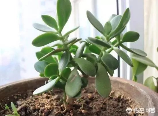 玉树的养殖方法和注意事项？