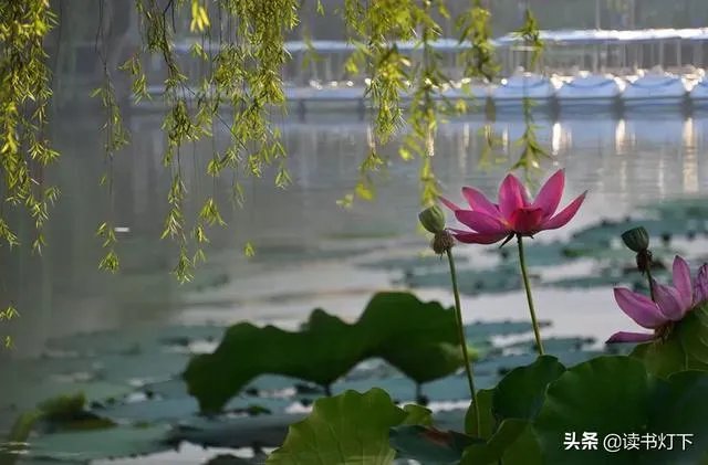 古诗《小池》里晴柔是什么意思?