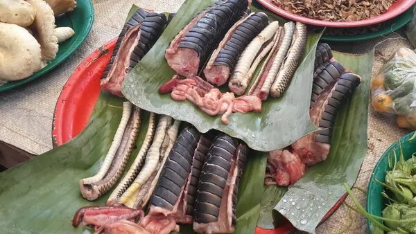 活蛇泡酒的功效与作用