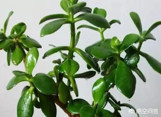 玉树的养殖方法和注意事项？