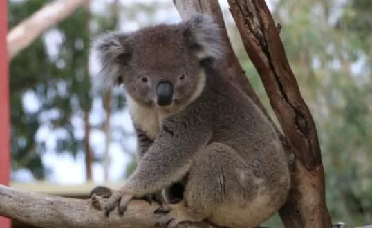 考拉打架打输哭到声音沙哑，你印象中的考拉是种怎样的动物？