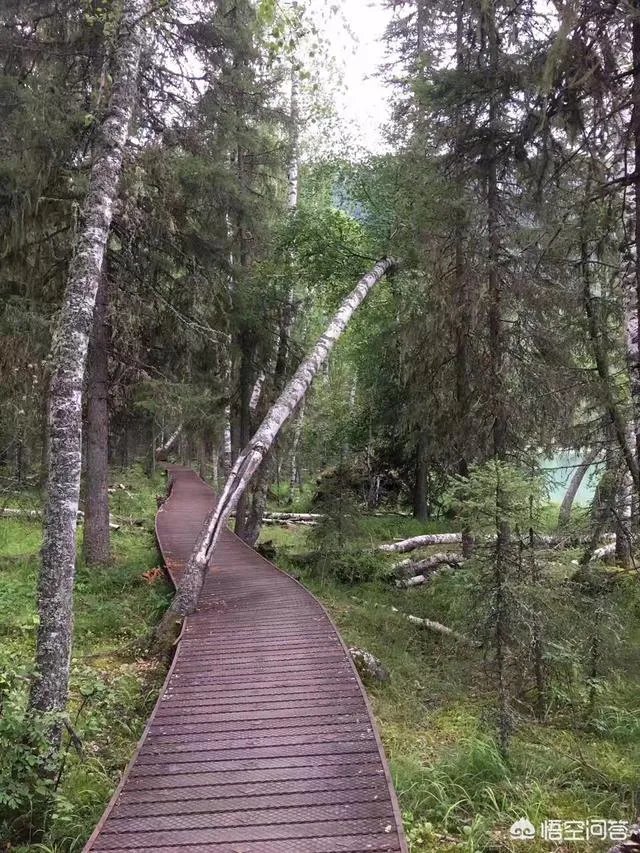 喀纳斯的风景如何?