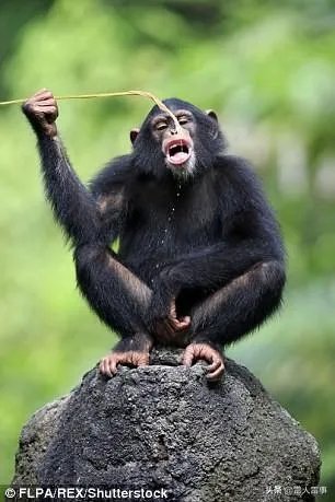 针对近期一动物园猴子用石头砸玻璃，“人和动物的区别是：人会使用工具，动物不会”真的对吗？