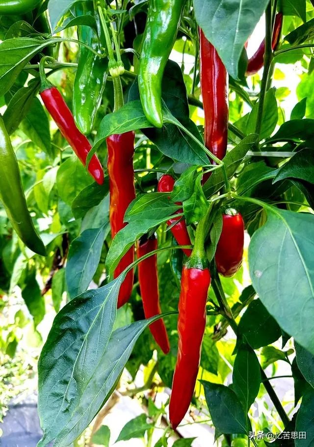 辣椒树能活几年?