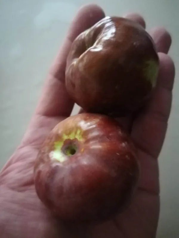 喀什的“土品种”有哪些？