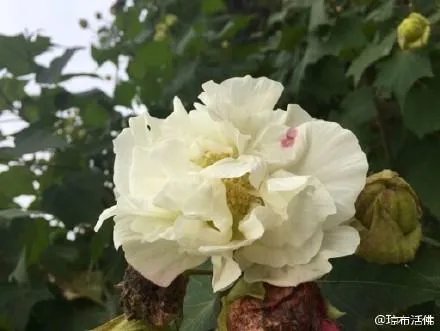 琼布活佛的人物经历