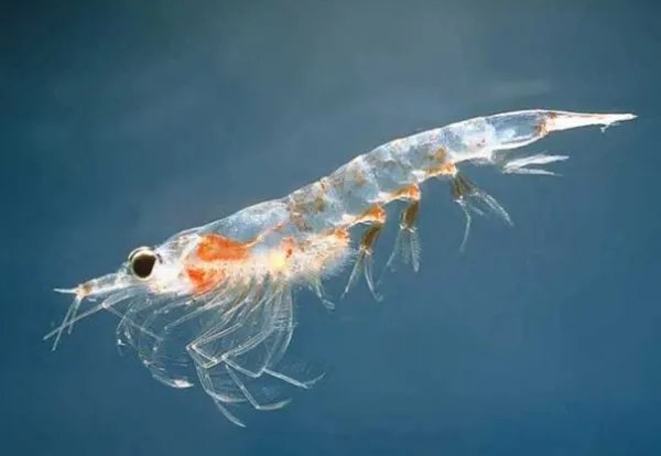 对虾与青虾什么区别