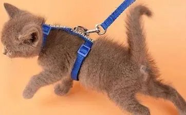 2023年农历三月初六是黄道吉日吗？农历三月初六时辰吉凶