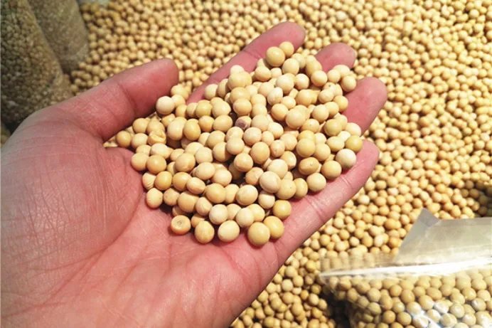 黄豆的功效和作用是什么