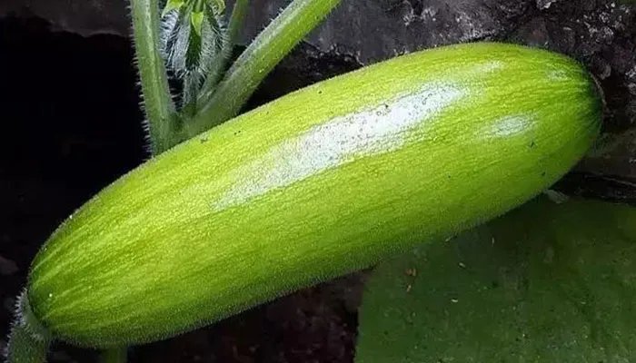 什么是北瓜 北瓜是什么