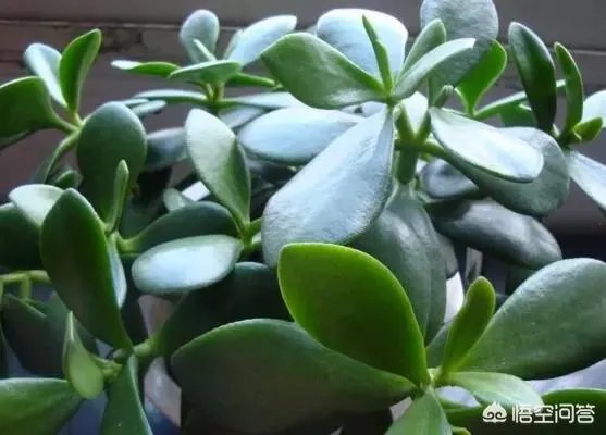 玉树的养殖方法和注意事项？