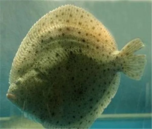 多宝鱼养殖方法介绍 哪些人不能吃多宝鱼