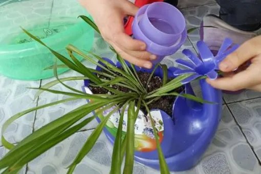 花盆里有小飞虫怎么办？