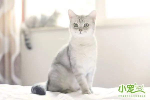 养了两年的猫离家出走了