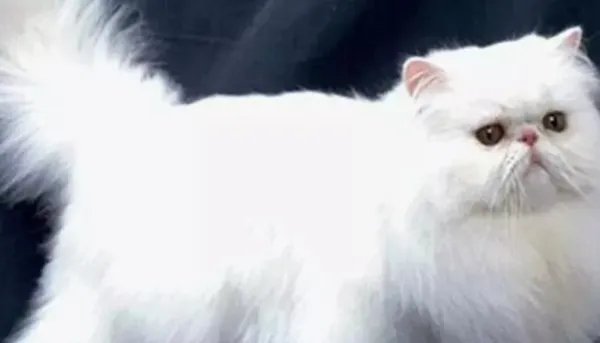 波斯猫多少钱一只