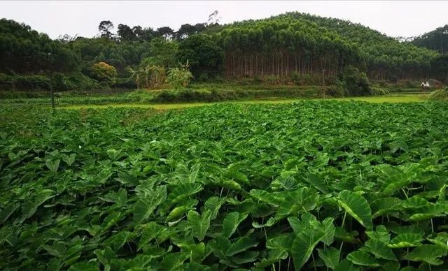 创业做什么好？