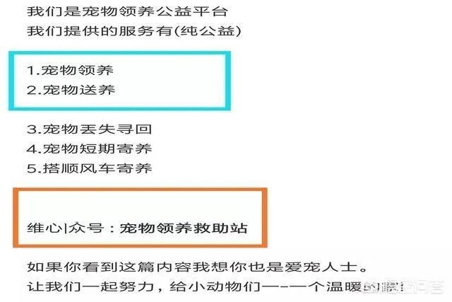 有哪些猫咪领养的网站或App可以推荐？