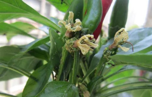 花盆里有小飞虫怎么办？