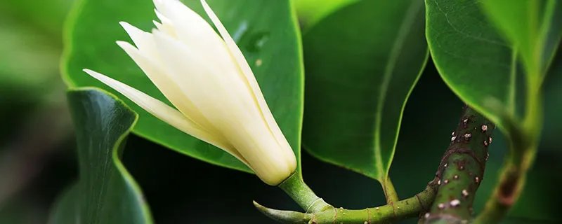 白兰花的养殖方法和注意事项 白兰花的养殖方法