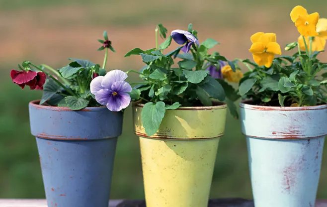 花盆里有小飞虫怎么办？