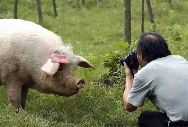 猪坚强已经不能自主站立了，它背后到底有着怎样令人感动的故事？