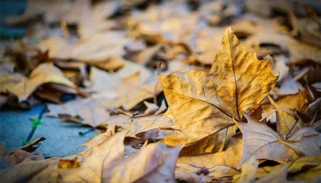 各种树叶的图片及名称?