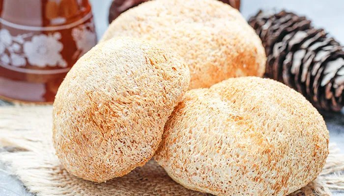 猴头菇产地 猴头菇的产地在哪里