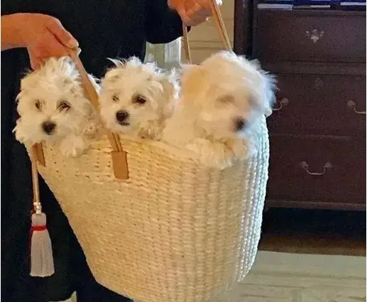 女子花25万成功克隆出去世的宠物狗，你能不能接受克隆动物呢？