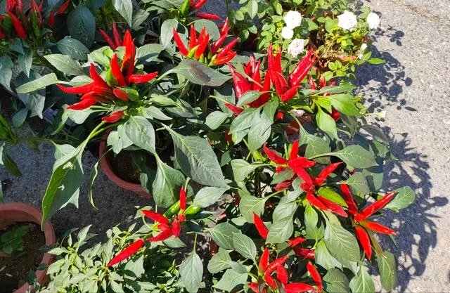 辣椒树能活几年?