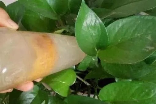 花盆里有小飞虫怎么办？