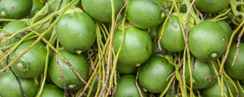 槟榔是什么东西 槟榔是什么