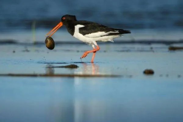 针对学生质疑鹬蚌相争的问题你怎么看？