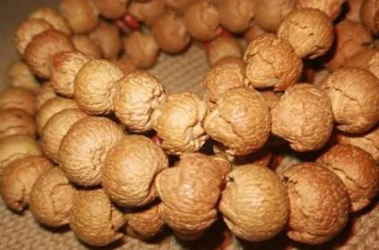 菩提子有哪些种类？菩提子种类大全图片介绍！