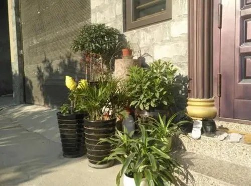 入户门正对放什么植物